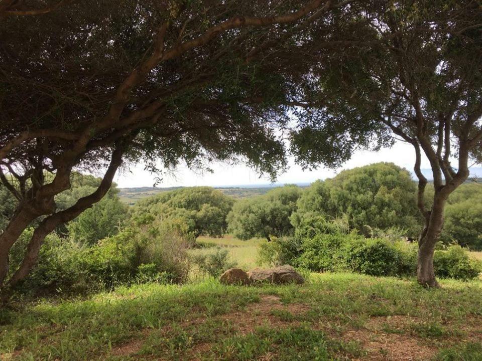 Gli Olivastri Con Piscina,Solarium, Vista Mare ,Sole -Mare E Tanta Natura ,Climatizzatore,Wifi Альенту Экстерьер фото